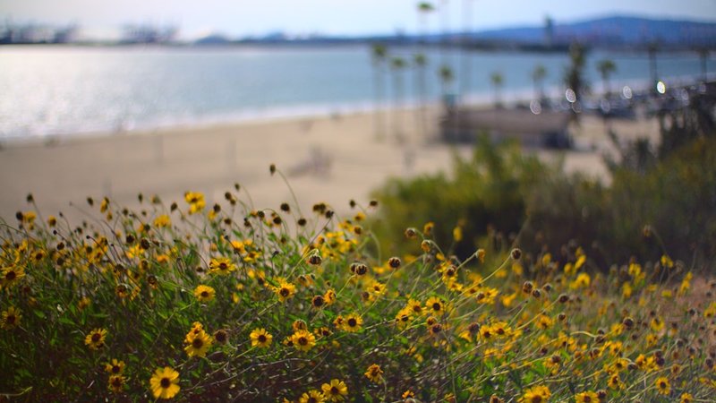 Urban Foraging California Style