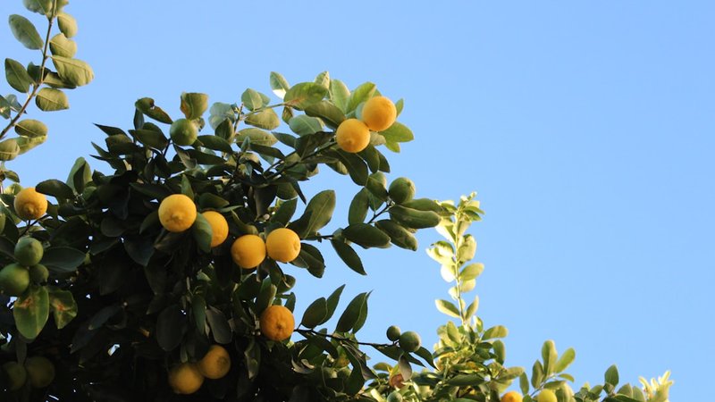 7 Winter Citrus Recipes from California