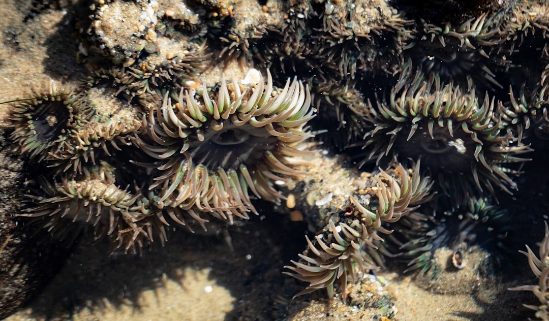Hands harvesting bright green sea lettuce from a California tide pool, showing proper technique