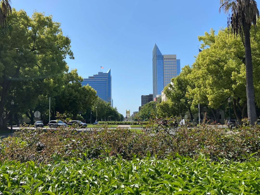 Person foraging wild greens in a sunny California urban park with city buildings visible in background